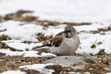 Image. Schneesperling
