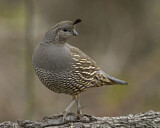 Image. Schopfwachtel