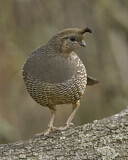 Image. Schopfwachtel