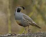 Image. Schopfwachtel