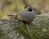 Image. Schopfwachtel