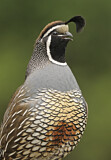 Image. Schopfwachtel