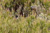 Image. Schottisches Moorschneehuhn