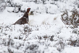 Image. Schottisches Moorschneehuhn