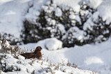 Image. Schottisches Moorschneehuhn