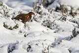 Image. Schottisches Moorschneehuhn