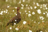 Image. Schottisches Moorschneehuhn
