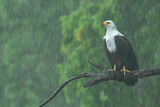 Image. Schreiseeadler