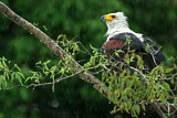 Image. Schreiseeadler
