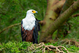 Image. Schreiseeadler
