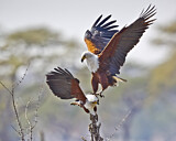 Image. Schreiseeadler