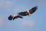 Image. Schreiseeadler