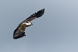 Image. Schreiseeadler
