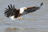 Image. Schreiseeadler