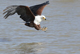 Image. Schreiseeadler