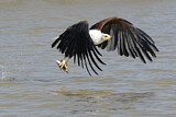 Image. Schreiseeadler