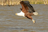 Image. Schreiseeadler