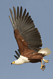 Image. Schreiseeadler
