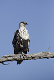 Image. Schreiseeadler
