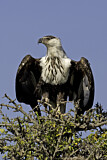 Image. Schreiseeadler