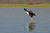 Image. Schreiseeadler