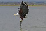 Image. Schreiseeadler