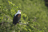 Image. Schreiseeadler