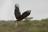 Image. Schreiseeadler