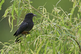 Image. Schwalbenfaulvogel