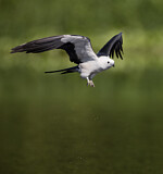 Image. Schwalbenweih