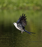 Image. Schwalbenweih