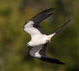 Image. Schwalbenweih