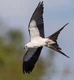 Image. Schwalbenweih