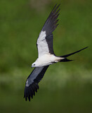 Image. Schwalbenweih