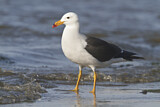 Image. Schwanzbandmöwe