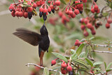 Image. Schwarzbauch-Andenkolibri