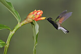 Image. Schwarzbauchkolibri