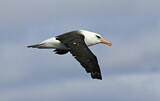 Image. Schwarzbrauenalbatros