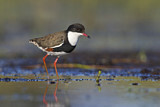 Image. Schwarzbrust-Regenpfeifer