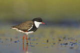 Image. Schwarzbrust-Regenpfeifer