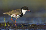 Image. Schwarzbrust-Regenpfeifer