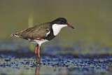 Image. Schwarzbrust-Regenpfeifer