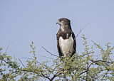 Image. Schwarzbrust-Schlangenadler