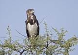 Image. Schwarzbrust-Schlangenadler