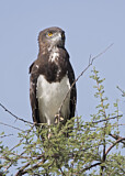Image. Schwarzbrust-Schlangenadler