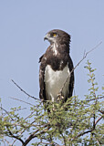 Image. Schwarzbrust-Schlangenadler