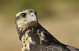 Image. Schwarzbussard