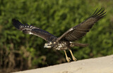 Image. Schwarzbussard