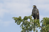 Image. Schwarzbussard