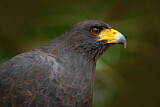 Image. Schwarzbussard